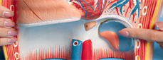 Impact of Short-term Online Continuing Education on Gastroesophageal Reflux Disease on the Cognitive Level and Diagnostic and Therapeutic Behaviors of Physicians in Medical Consortiums