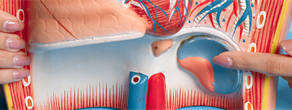 Impact of Short-term Online Continuing Education on Gastroesophageal Reflux Disease on the Cognitive Level and Diagnostic and Therapeutic Behaviors of Physicians in Medical Consortiums